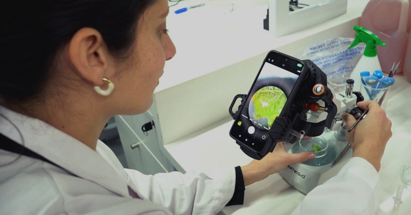 Scientist in a lab coat uses a smartphone-mounted microscope to view a green sample on a bench-top slide/ Petri dish in a lab setting on a white workbench with blue tools nearby.